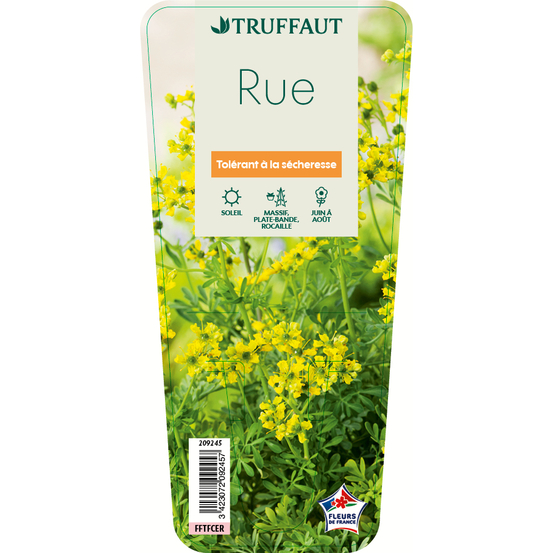 Rue : godet vert