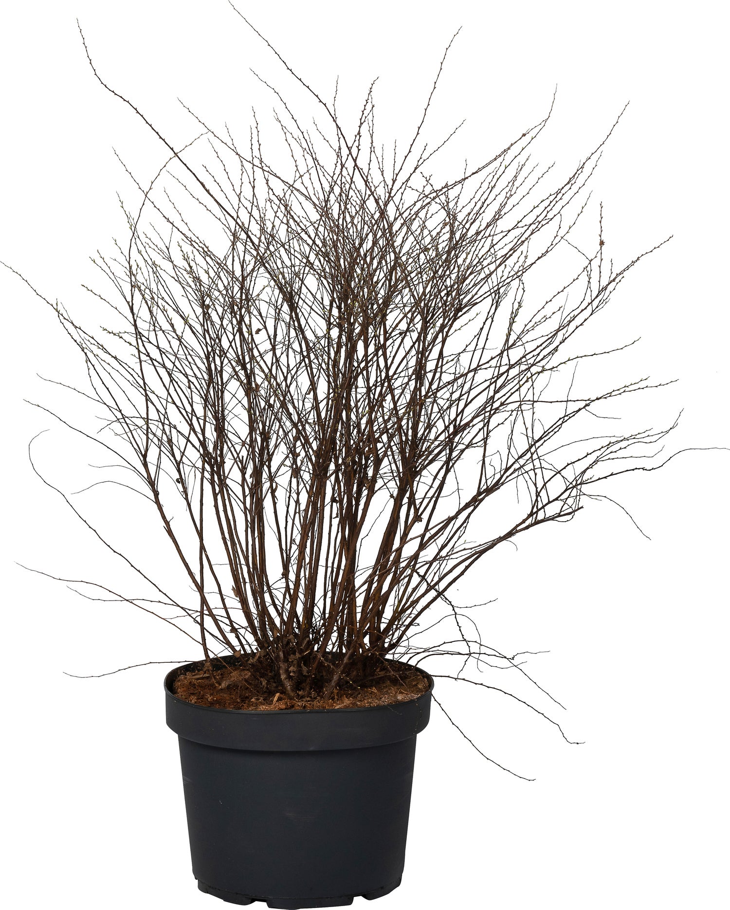 Spierstruik (Spiraea cinerea 'Grefsheim') D 29 H 60 cm