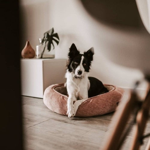Cama redonda Halo para animais de estimação, rosa