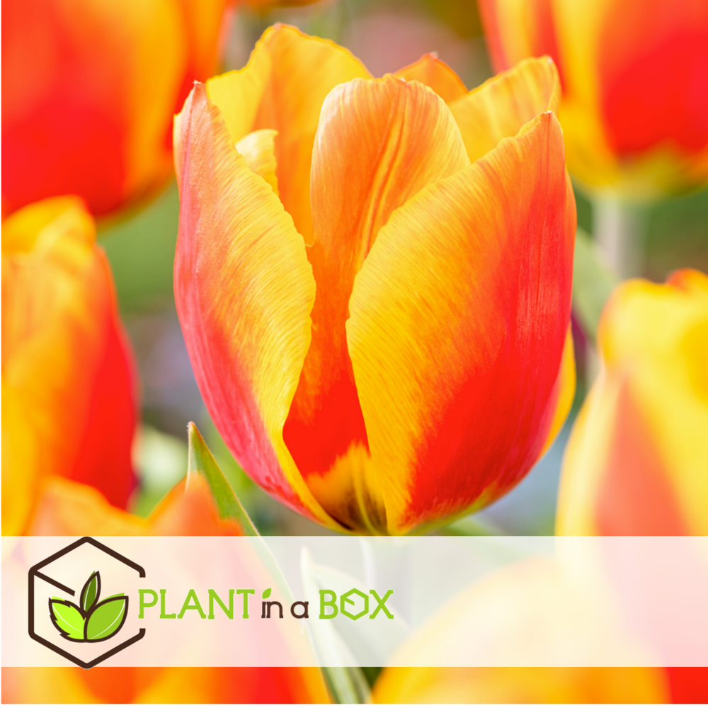 Tulipa flair - bulbes de tulipes x20 - bulbes de fleurs