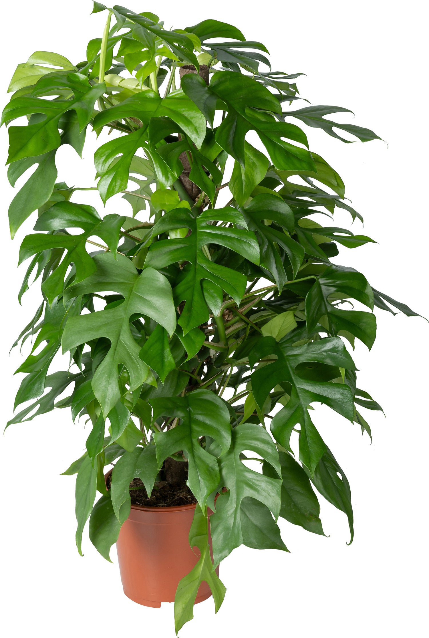 Gatenplant op duurzame klimstok (Monstera minima) D 19 H 70 cm