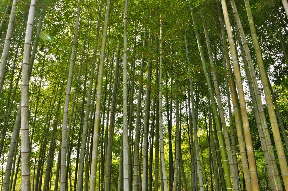Jardin dans le sac - bambou moso - 20 graines - phyllostachys pubescens