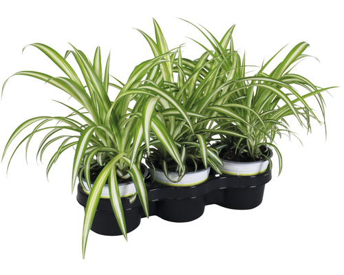 x Graslelie PetSnack Chlorophytum comosum H 20-25 cm Ø 12 cm pot voor vogels, knaagdieren, reptielen en katten