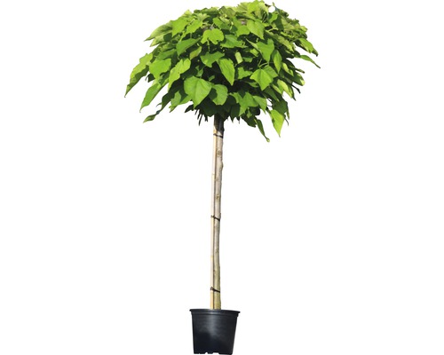 Bolvormige trompetboom 'Nana' FloraSelf Ha ca. 125 cm Co 18 L