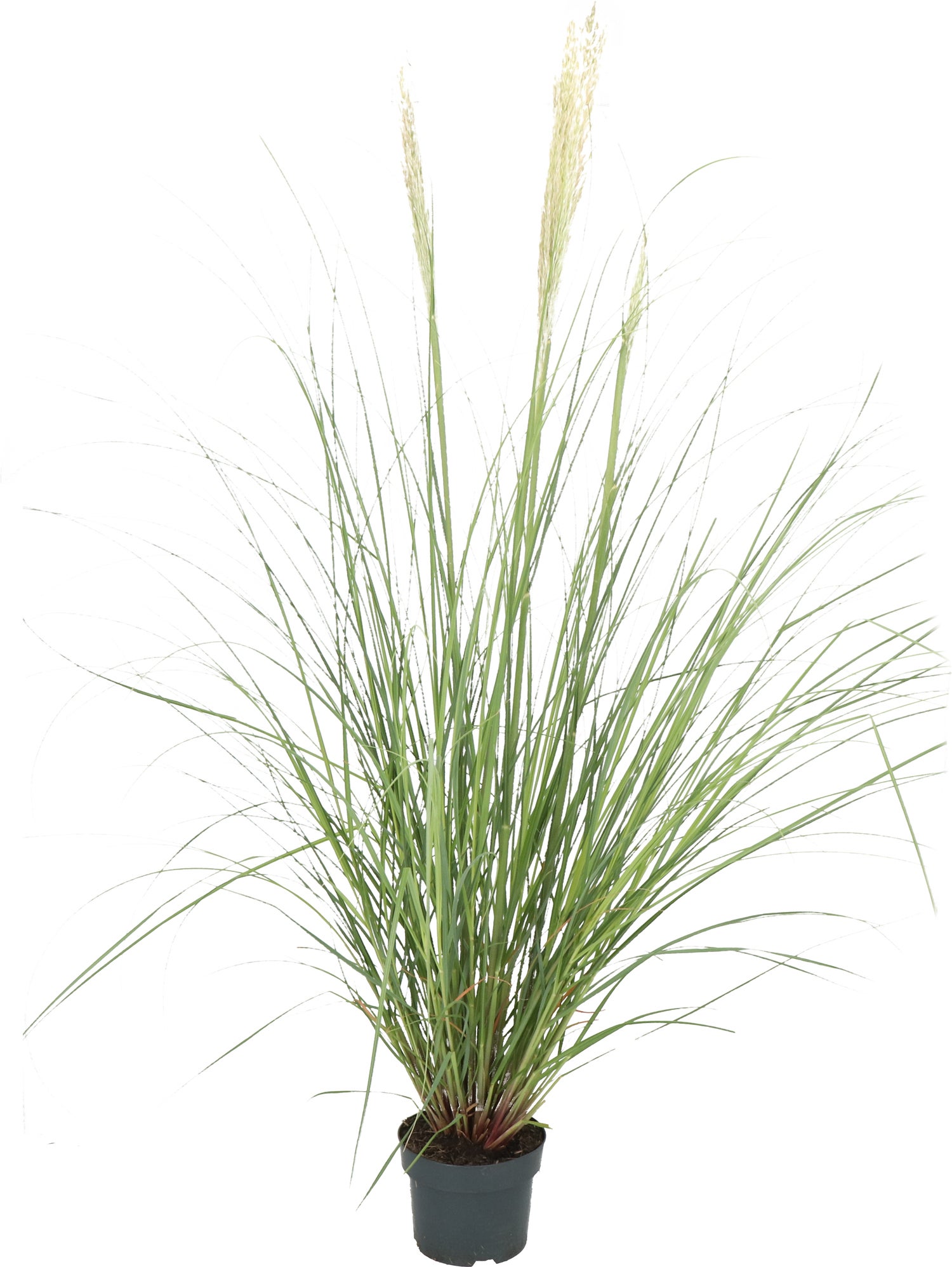 Pampasgras (Cortaderia selloana 'Pumila') D 9 H 15 cm