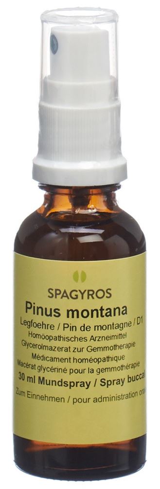 Spagyros Pinus montana Glyc Maz 1 D Spr 30 ml