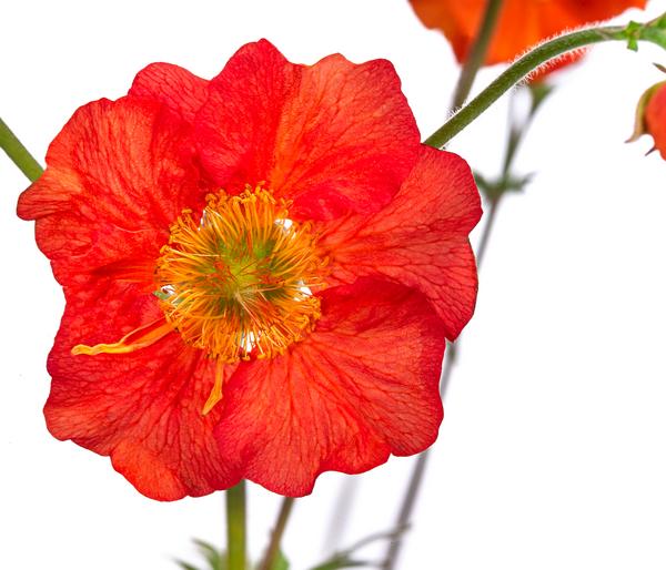 Bio Nelkenwurz 'Mrs. Bradshaw'