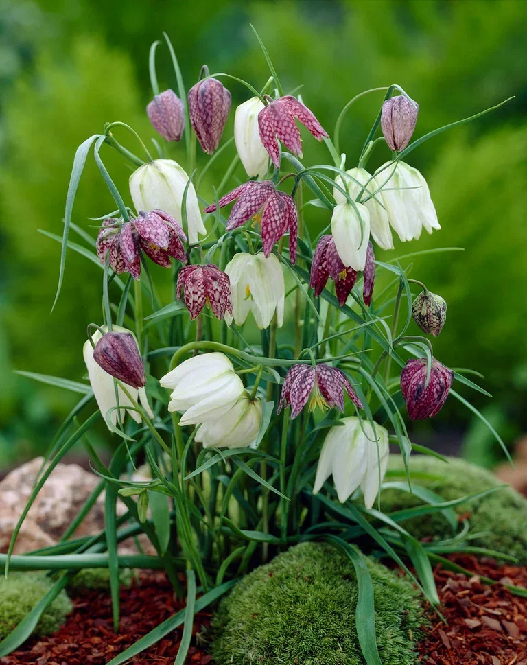 Fritillaria meleagris Rutelilje miks