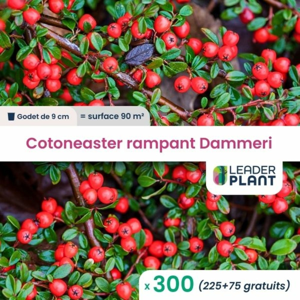300 x cotoneaster rampant dammeri en godet