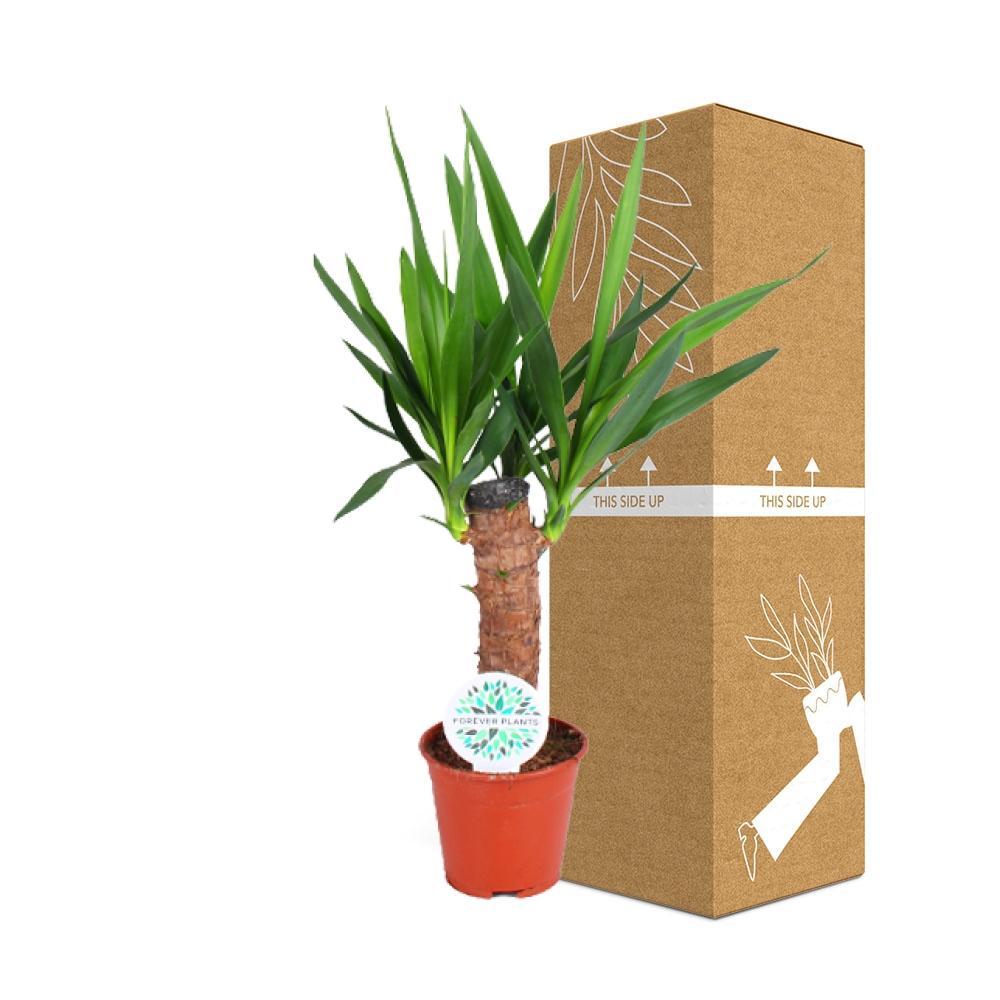 Plante d'intérieur - yucca elephantipes 60.0cm