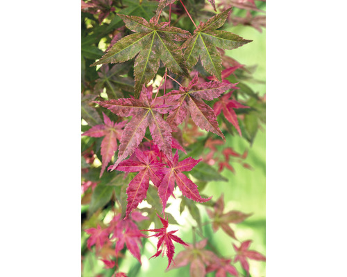 Japanse esdoorn Acer palmatum 'Beni Maiko' H 30-40 cm Co 3 L