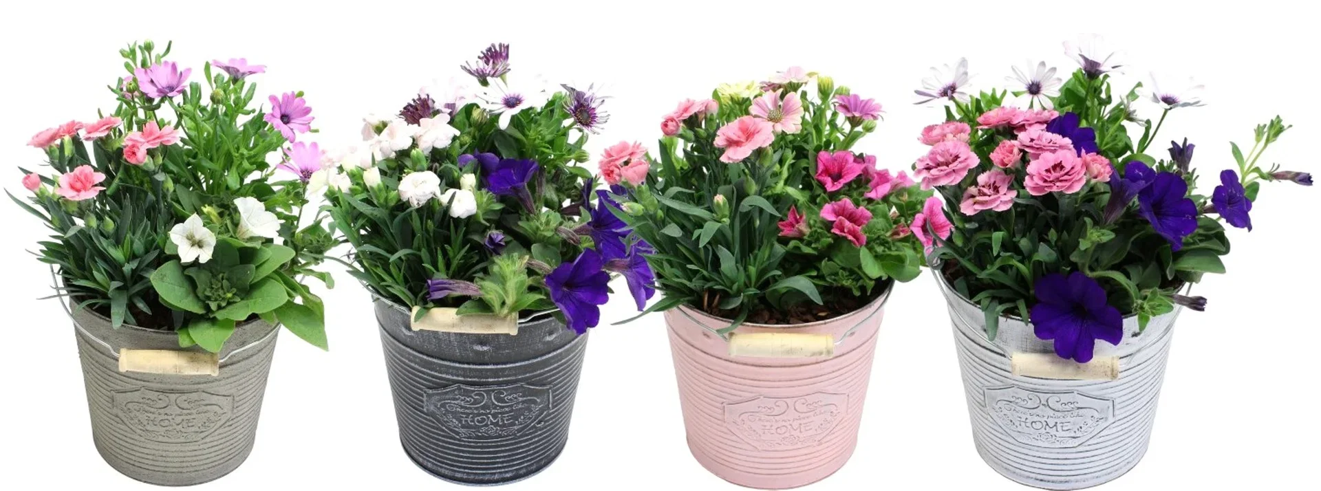 Dianthus in zink basket Sommerplanting i sinkbøtte Ø18 cm