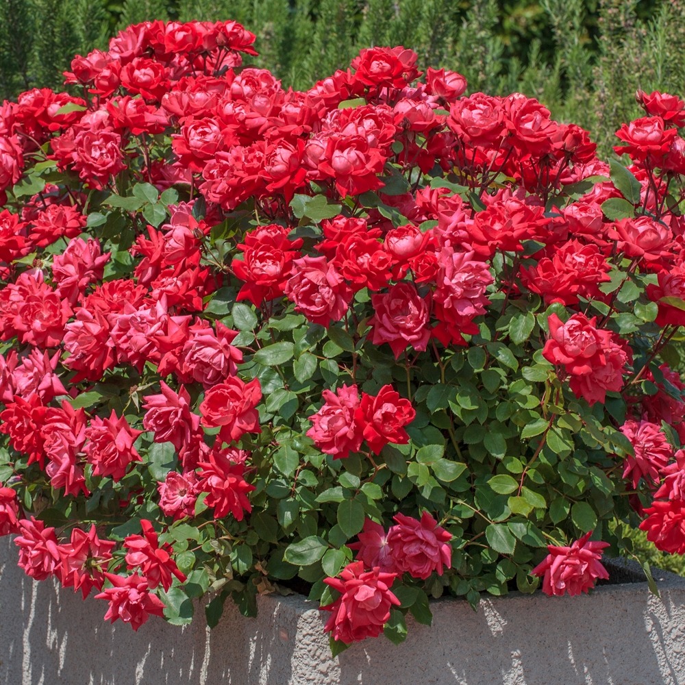 Rosier double knock out ® radtko le pot de 2l