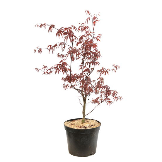 Acer Japonicum 'Palmatum Blood Good' C7L h.60/80cm