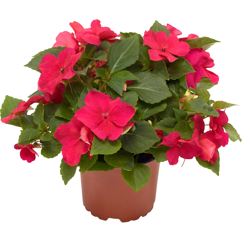 Impatiens walleriana (Imara-Series) Flittiglise ‘Imara’ Ø12 cm