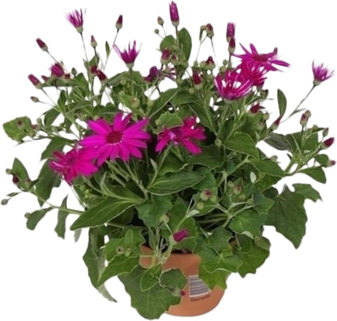 Kruiskruid (Senecio 'Senetti Magenta') D 15 H 38 cm