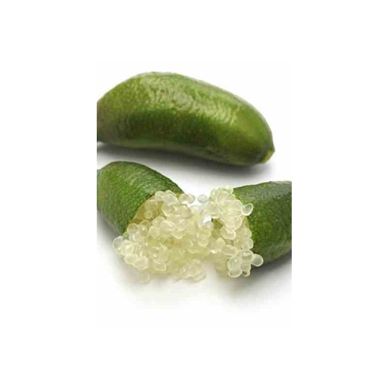 Microcitrus australasica (citron caviar) blanc - taille pot de 10l 100/120cm