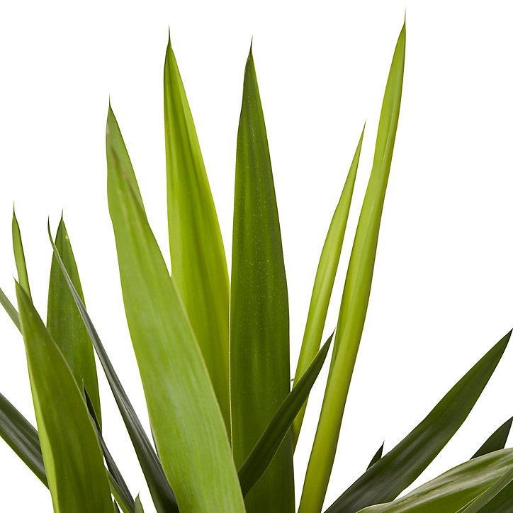 Yucca 2 troncs, 24cm