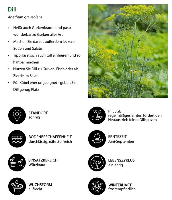 Dill, 6er Schale