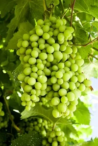 Vitis (Labrusca-Group) 'Sukribe' Vinranke 'Sukribe' Ø17 cm