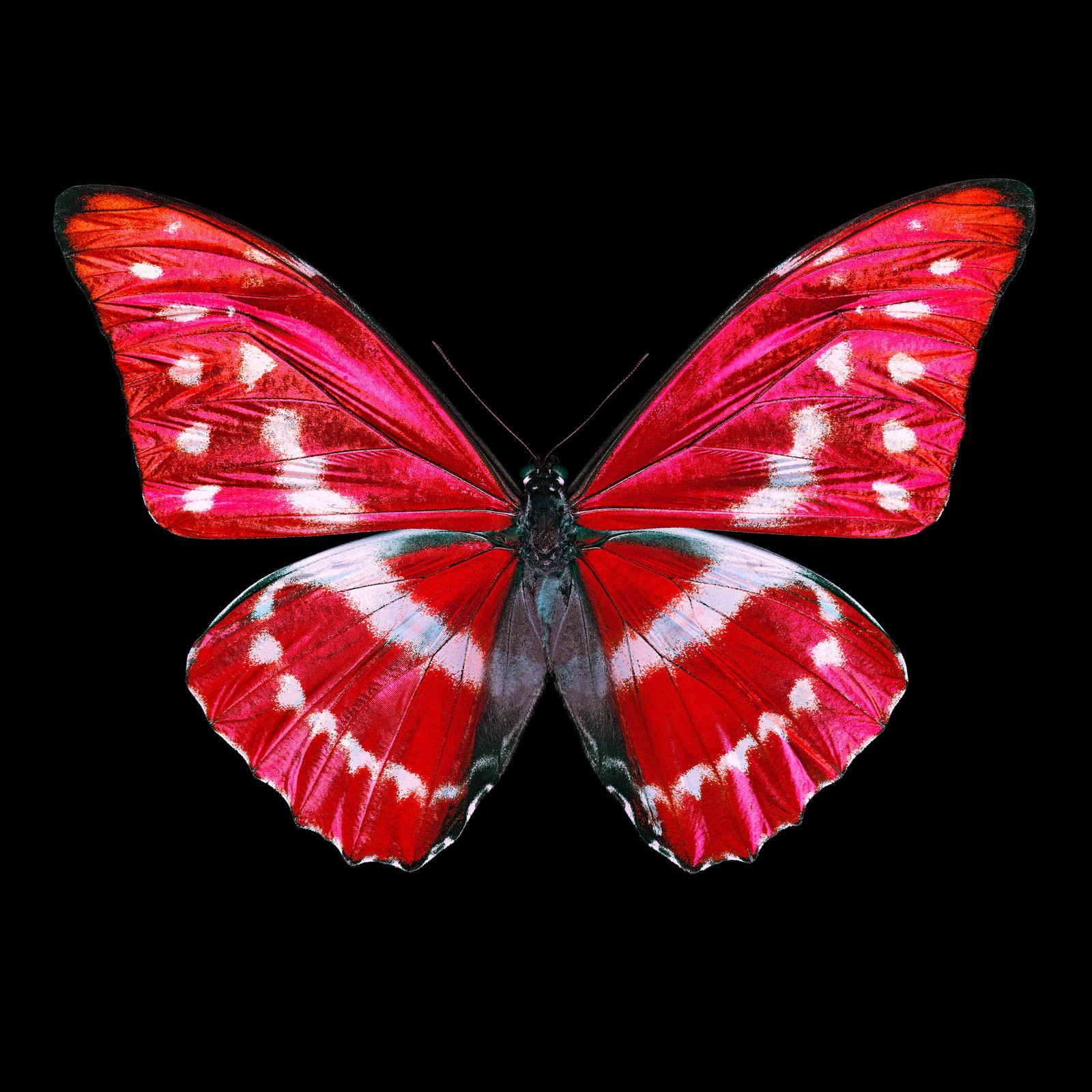 Butterfly X by Heiko Hellwig - Limited Edition. Edition of: 150. Signed.