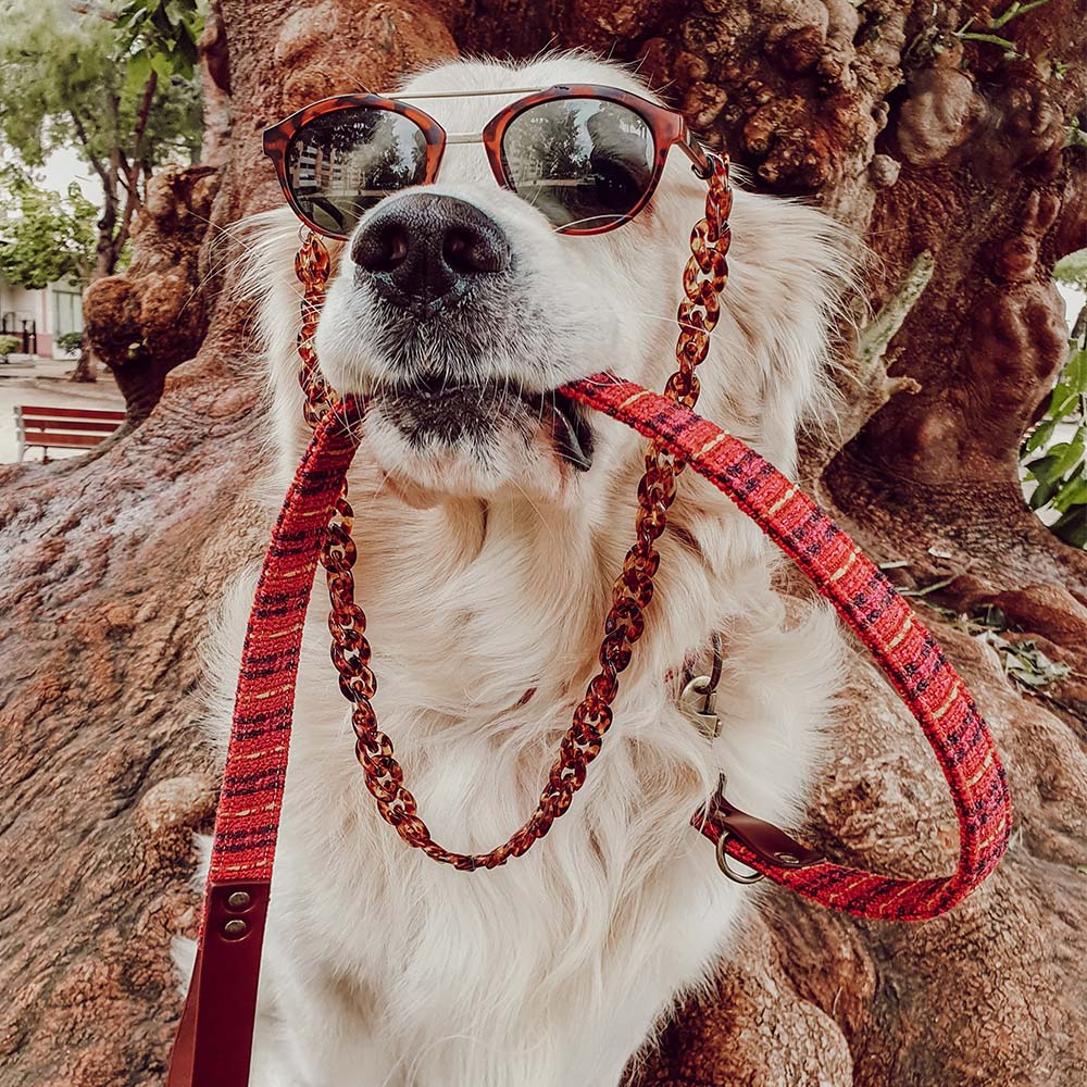 Coleira para cães feita à mão por Ladran Gaucho Correa Luca