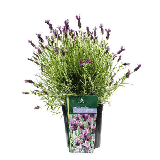 Lavandula stoechas Splend : ctr 3 litres RC