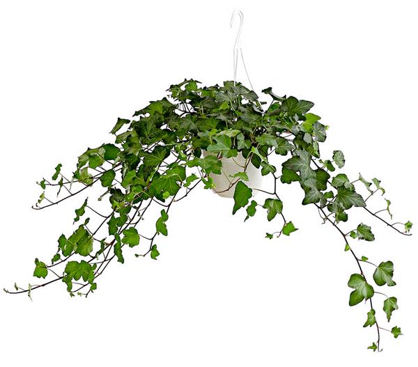 Efeu - Hedera helix, Ampel