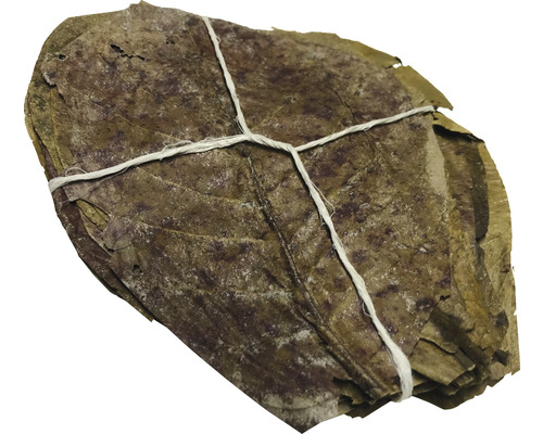 Indiase amandelbladeren (Catappa bladeren) 10-15 cm 30 stuks