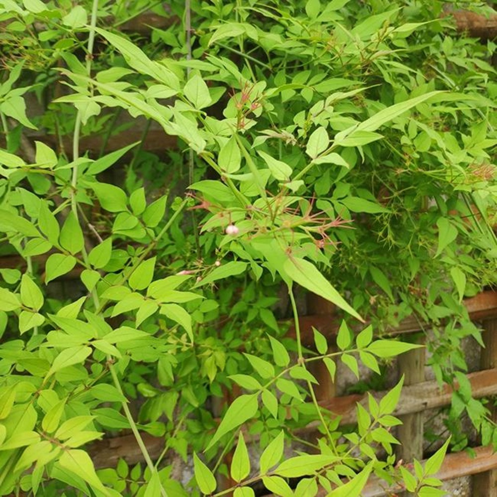 Jasmin de saint-étienne - jasminum stephanense 3l