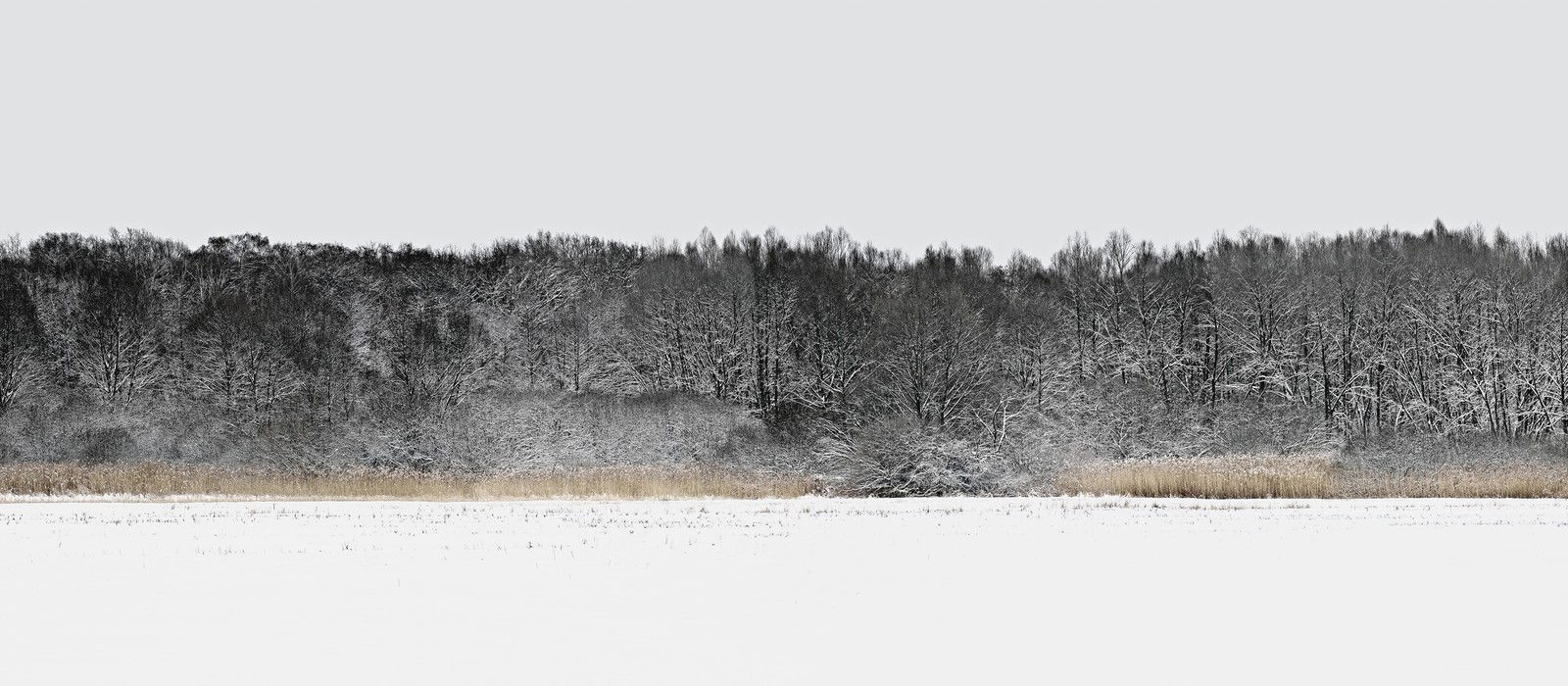 Forest 5 by Hartwig Klappert - Limited Edition. Edition of: 100. Signed.