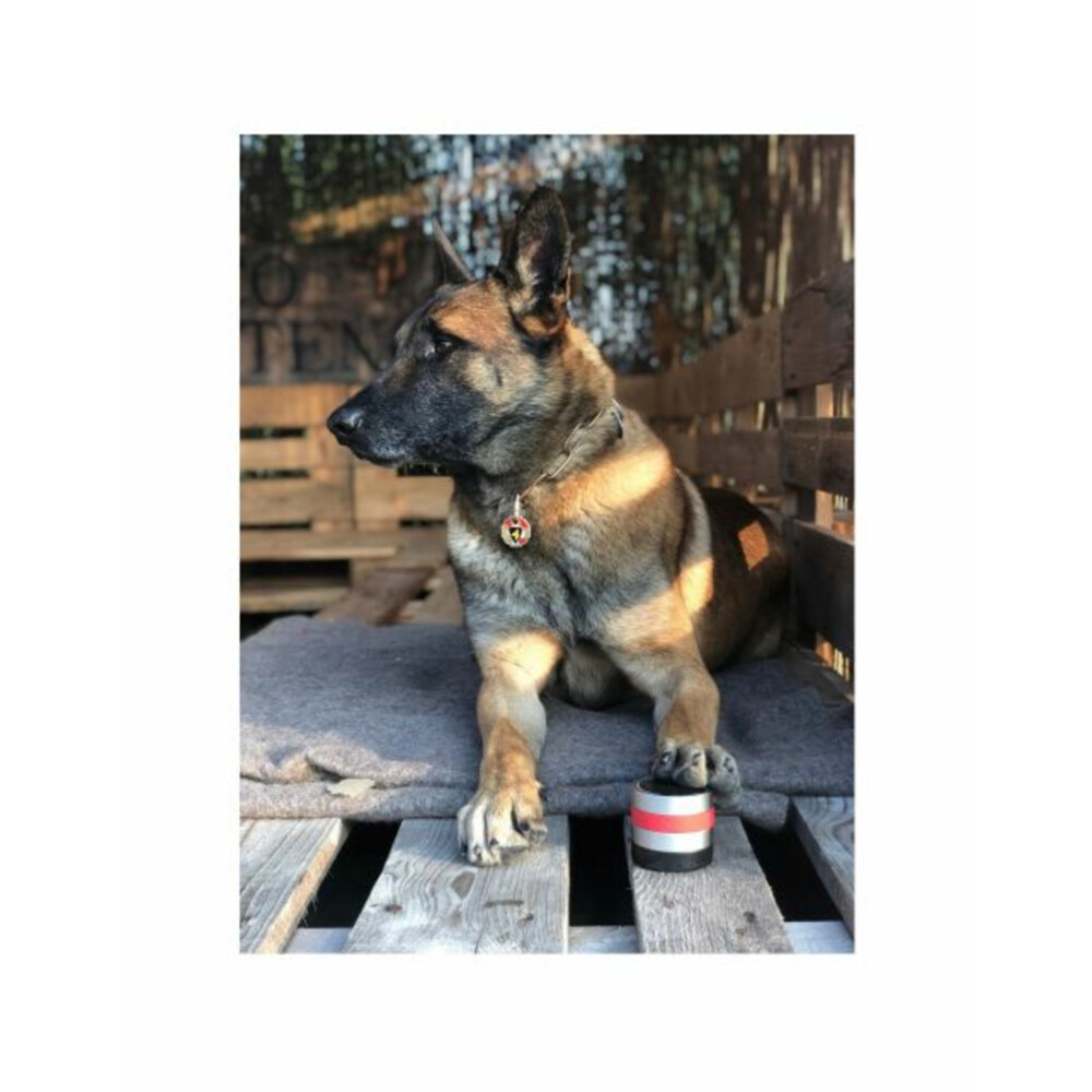 Relaxopet Pro Dog Anti-Stresssysteem Hond