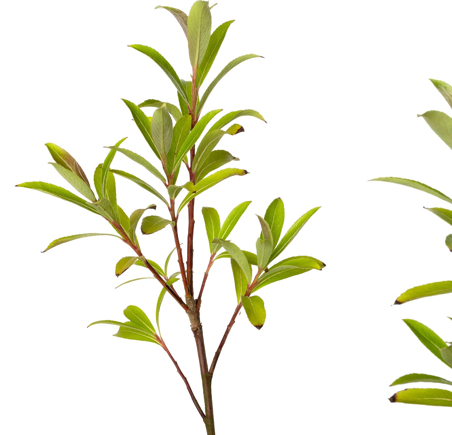 Roze Wilg (Salix gracilistyla 'Mount Aso') D 19 H 30 cm