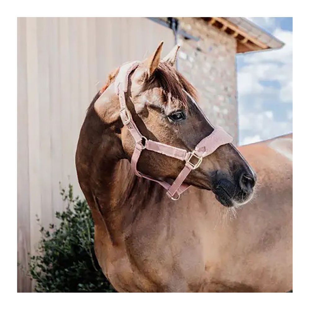 Kentucky TEDDY FLEECE - Licol rose