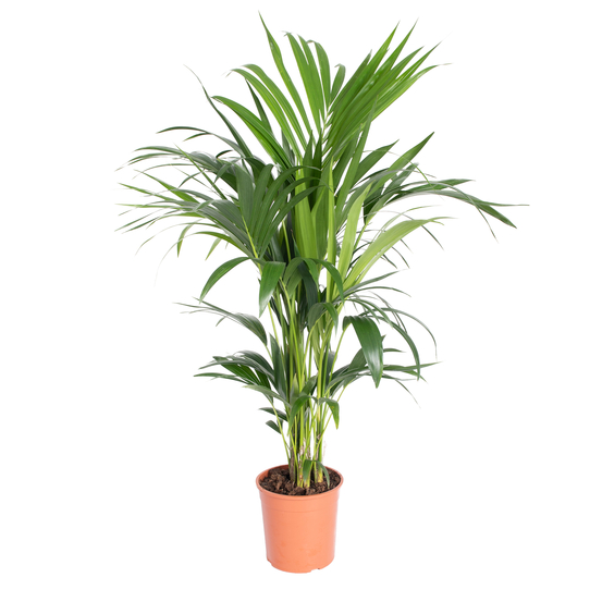 Palmier, Kentia Howea Forsteriana - Pot D21cm