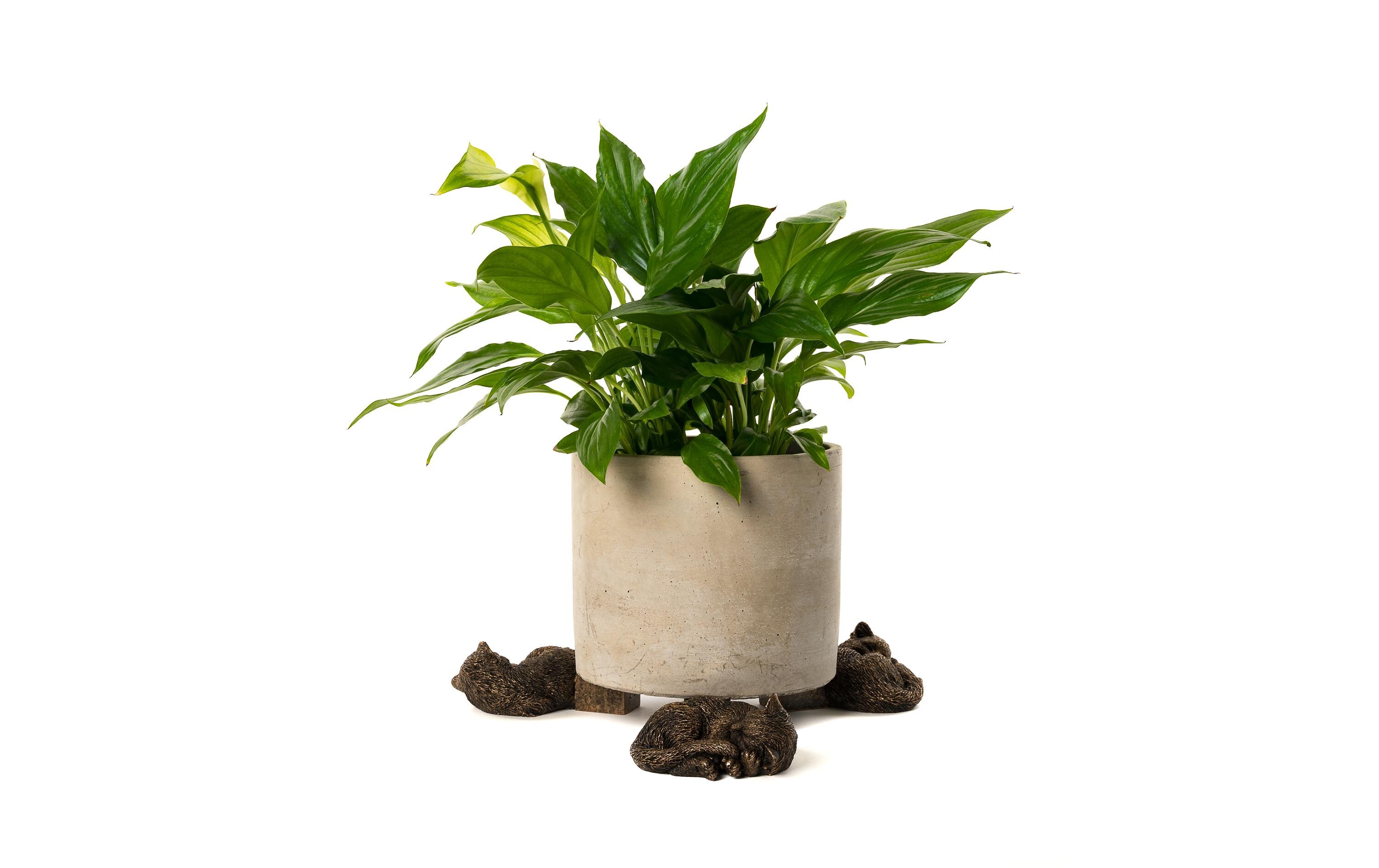 Pflanzentopffüsse Potty Feet Schlafende Katze, 3er SetBlumentopffuss