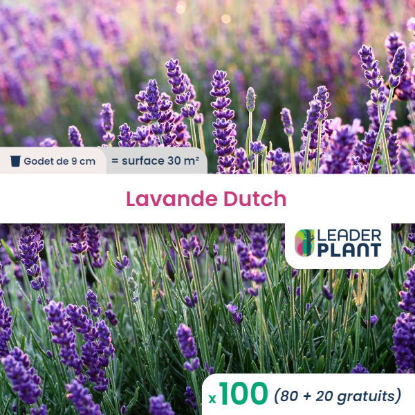 100 x lavande dutch en godet