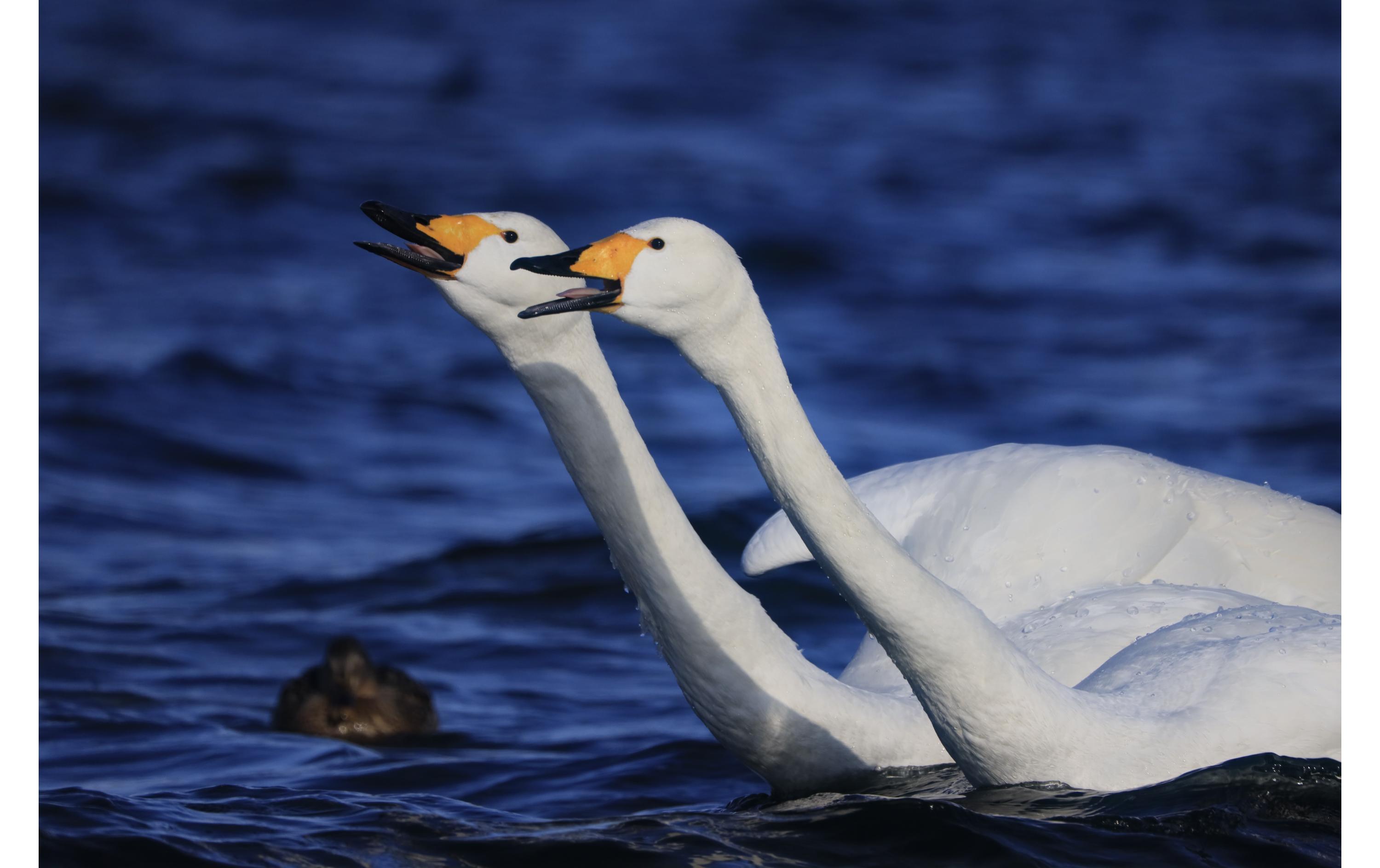 Festbrennweite RF 800mm F/11 IS STM – Canon RF<br>Canon RF-Objektiv für Reise- oder Wildlife-Fotografie