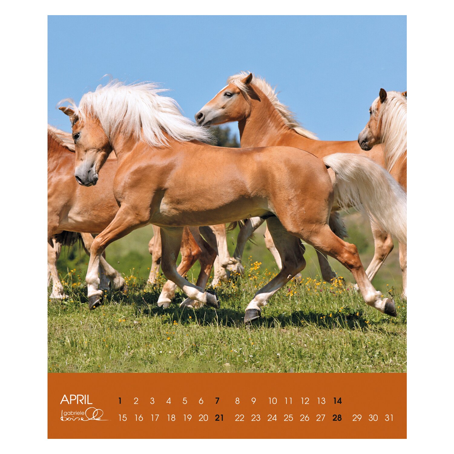 Kalender Haflinger - Edition Boiselle 2025
