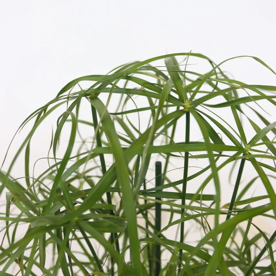 Parapluplant - Set van 2 - Cyperus alternifolius - Hoogte 40-50cm - ⌀14cm