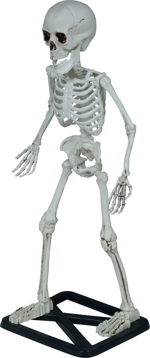 Halloween Skelet 55cm