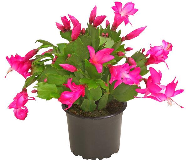 Weihnachtskaktus - Schlumbergera x buckleyi,