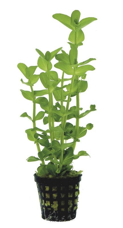 AquastoreXL Plantenpakket Extra Large 2 | Aquariumplanten
