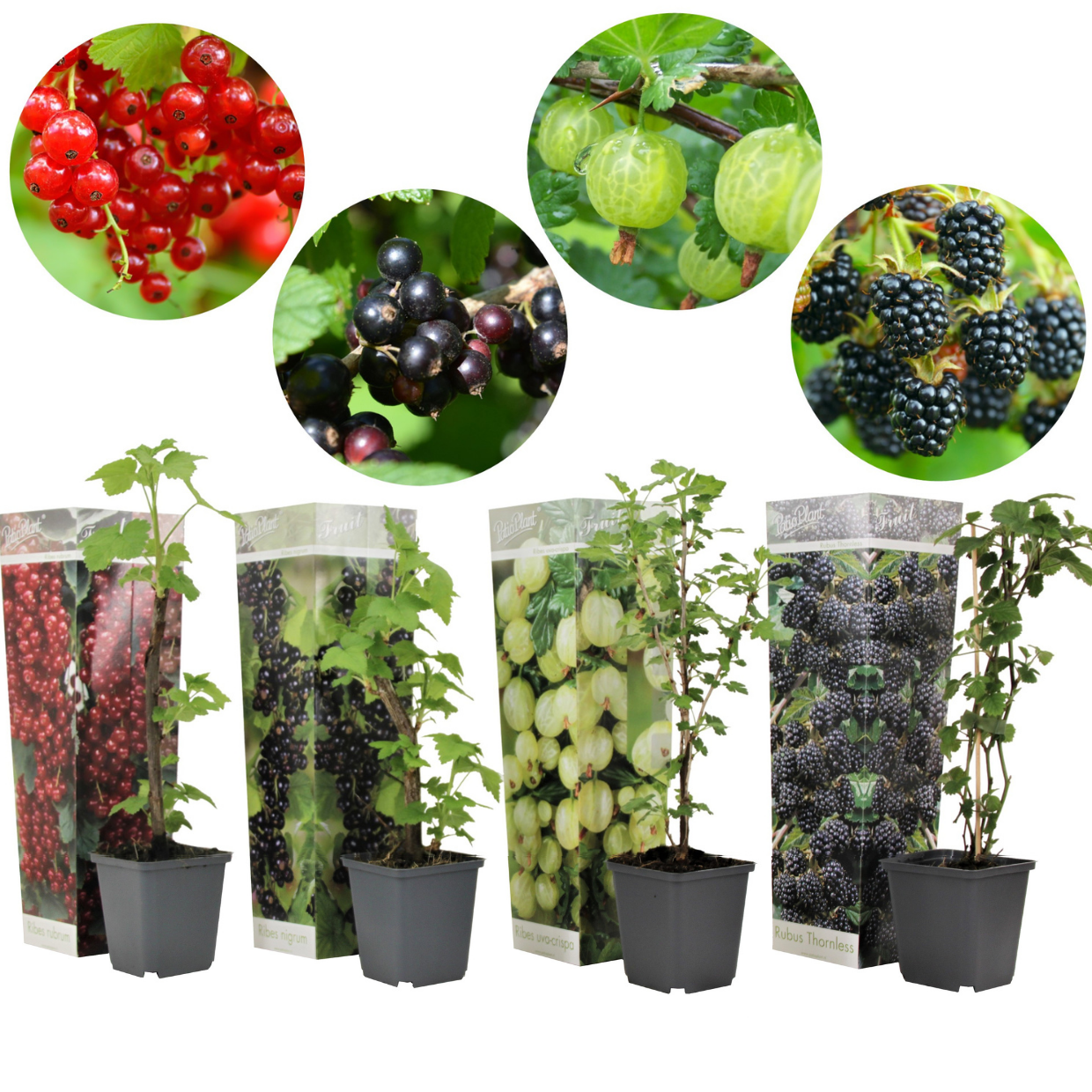 Berry mix - mélange de 4 - plantes de jardin - pot 9cm - hauteur 25-40cm