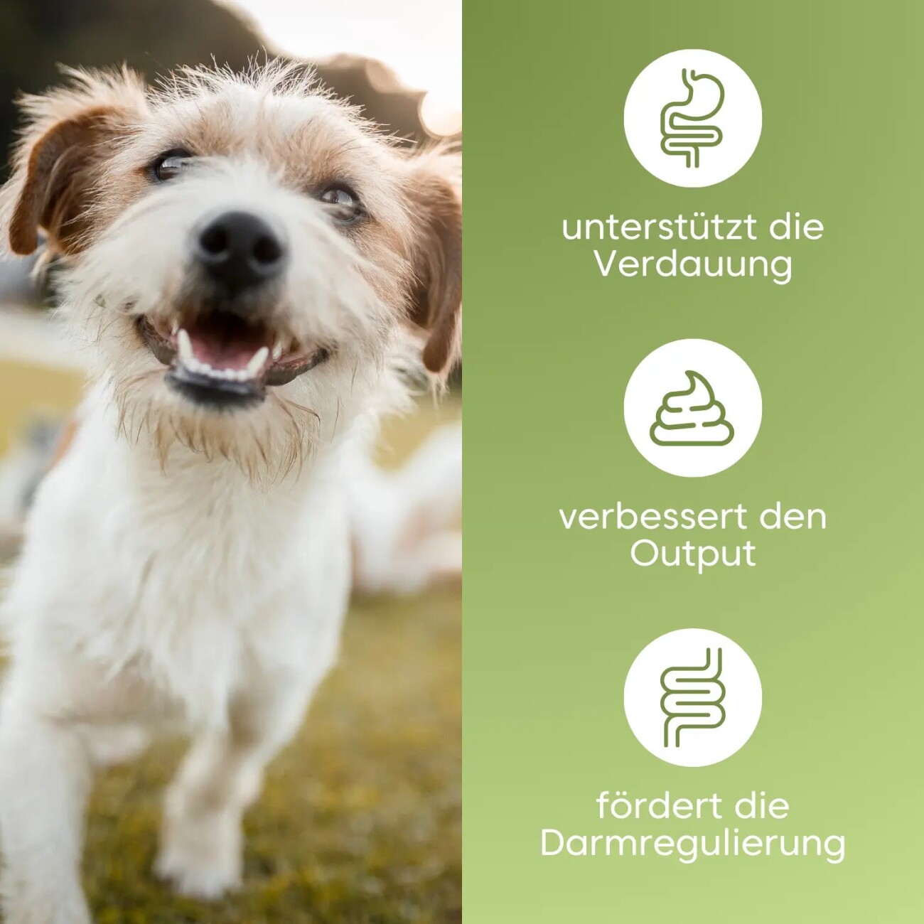 Pfotenkumpels Verdauungssnacks Bauchtanz 200g