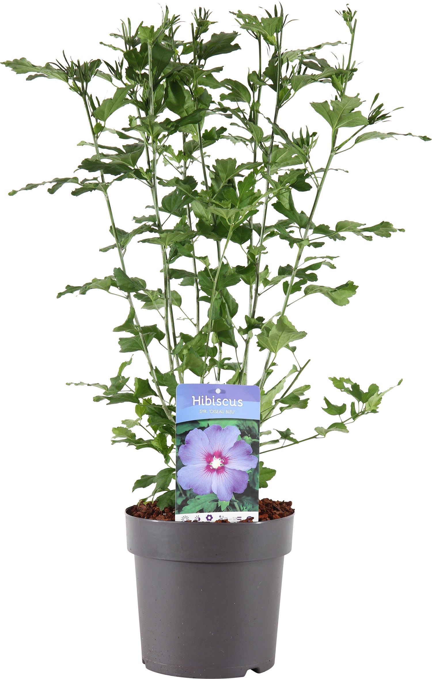 Chinese Roos (Hibiscus syriacus 'Oiseau Blue') H 80-100 cm