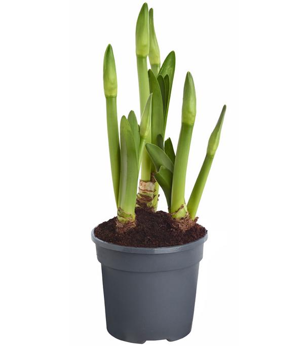 Amaryllis - Hippeastrum-Hybride, verschiedene