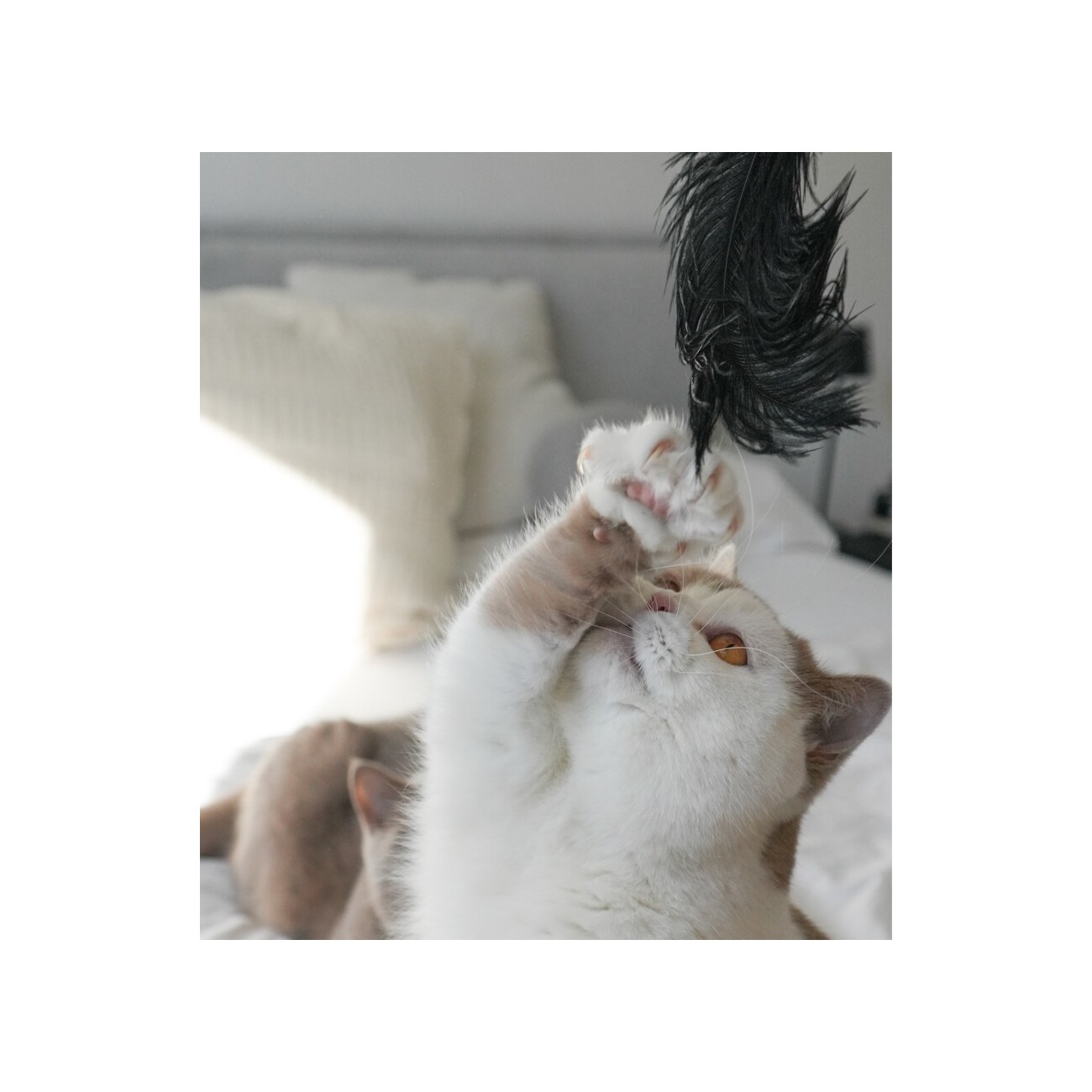 LEO LÖWENKATZ Federwedel für Katzen mit einer echten Straußenfeder