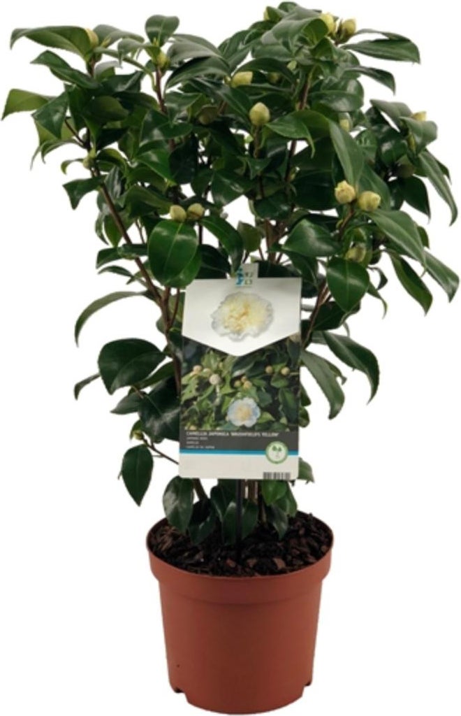 Japanse Roos (Camellia japonica 'Brushfield's Yellow') D 19 H 55 cm