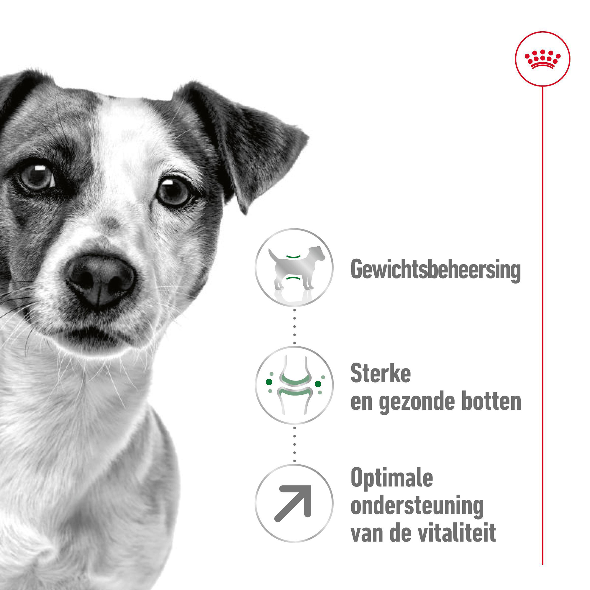 Royal Canin Mini Adult 8+ - Hondenvoer